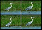 (12) blue heron montage.jpg    (1000x720)    423 KB                              click to see enlarged picture